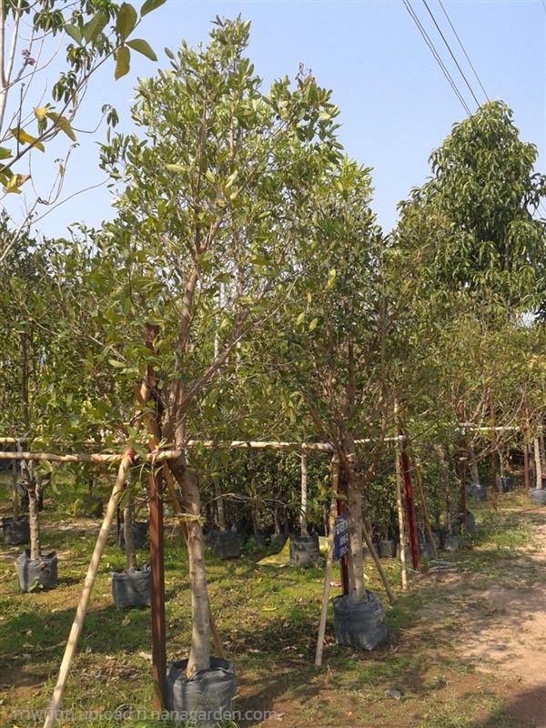 ต้นมะกอกน้ำ | Burapa Garden  - เมืองปราจีนบุรี ปราจีนบุรี
