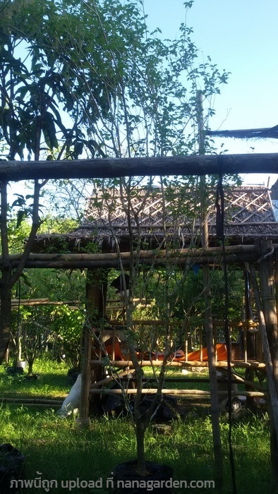 ต้นมะยมแดง | Burapa Garden  - เมืองปราจีนบุรี ปราจีนบุรี