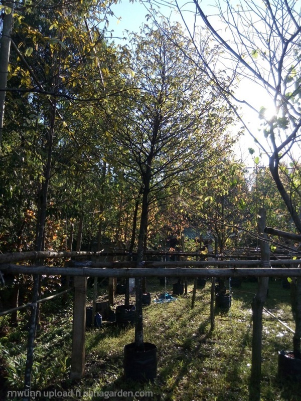 ต้นอินจันทร์ | Burapa Garden  - เมืองปราจีนบุรี ปราจีนบุรี