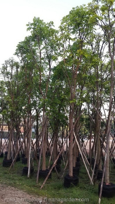 ต้นมะฮอกกานี | Burapa Garden  - เมืองปราจีนบุรี ปราจีนบุรี