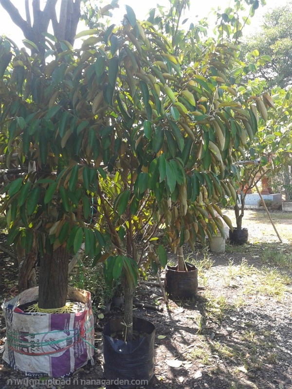 ต้นสตาร์แอปเปิ้ล | Burapa Garden  - เมืองปราจีนบุรี ปราจีนบุรี
