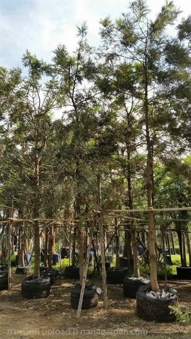 ต้นซิลเวอร์โอ๊ค | Burapa Garden  - เมืองปราจีนบุรี ปราจีนบุรี