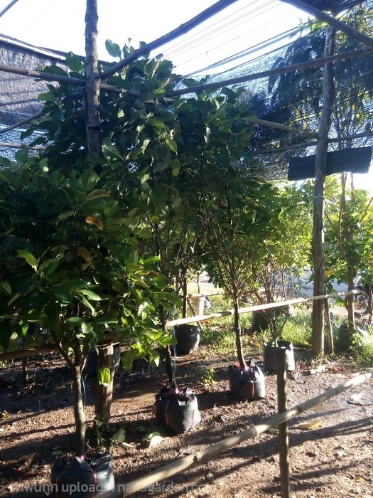 ต้นส้านเล็ก | Burapa Garden  - เมืองปราจีนบุรี ปราจีนบุรี