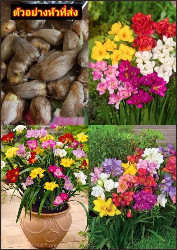 หัว ฟรีเซีย Freesia หัวพันธุ์จากพม่า  จัดส่ง แบบ ค | Shopping by lewat - เมืองมหาสารคาม มหาสารคาม