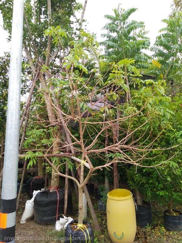 ต้นลำไย | Burapa Garden  - เมืองปราจีนบุรี ปราจีนบุรี