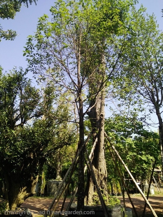 ต้นมะหาด | Burapa Garden  - เมืองปราจีนบุรี ปราจีนบุรี