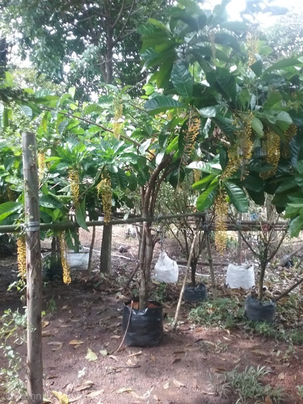ต้นโซ่ทองคำ | Burapa Garden  - เมืองปราจีนบุรี ปราจีนบุรี