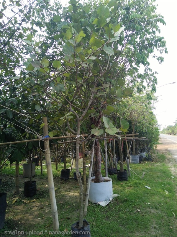 ต้นองุ่นทะเล | Burapa Garden  - เมืองปราจีนบุรี ปราจีนบุรี