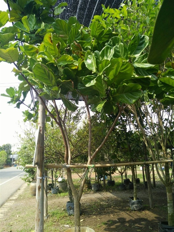 ต้นไทรใบสัก | Burapa Garden  - เมืองปราจีนบุรี ปราจีนบุรี