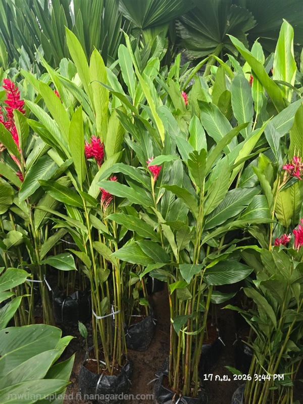 ขิงแดง1.2-1.5ม. | สวนป้านิตย์ ปราจีนบุรี - เมืองปราจีนบุรี ปราจีนบุรี