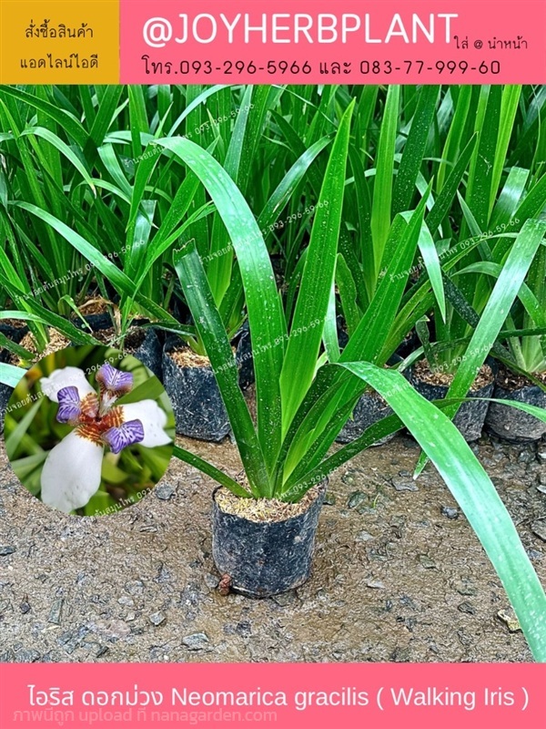 ไอริสดอกม่วง ขาว walking Iris และไม้ดอกทุกชนิด  | ร้านจอยต้นสมุนไพร - หนองแขม กรุงเทพมหานคร