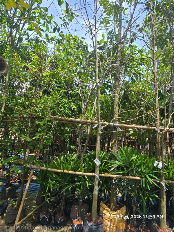 จันกะพ้อ2" | สวนป้านิตย์ ปราจีนบุรี - เมืองปราจีนบุรี ปราจีนบุรี