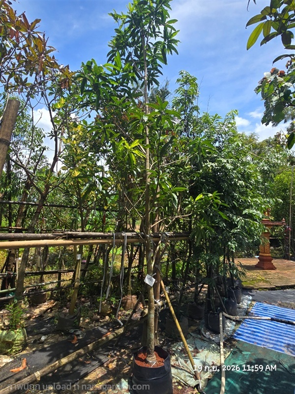 มะม่วงเบาใต้2" | สวนป้านิตย์ ปราจีนบุรี - เมืองปราจีนบุรี ปราจีนบุรี