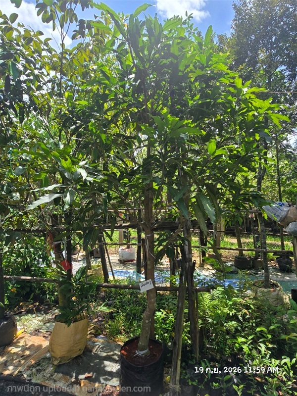 มะม่วงเขียวเสวย2",3" | สวนป้านิตย์ ปราจีนบุรี - เมืองปราจีนบุรี ปราจีนบุรี