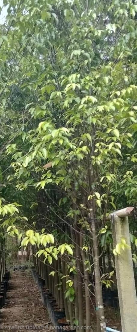 ต้นตะเคียนทอง | Burapa Garden  - เมืองปราจีนบุรี ปราจีนบุรี