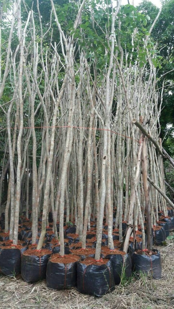 ต้นประดู่ | Burapa Garden  - เมืองปราจีนบุรี ปราจีนบุรี