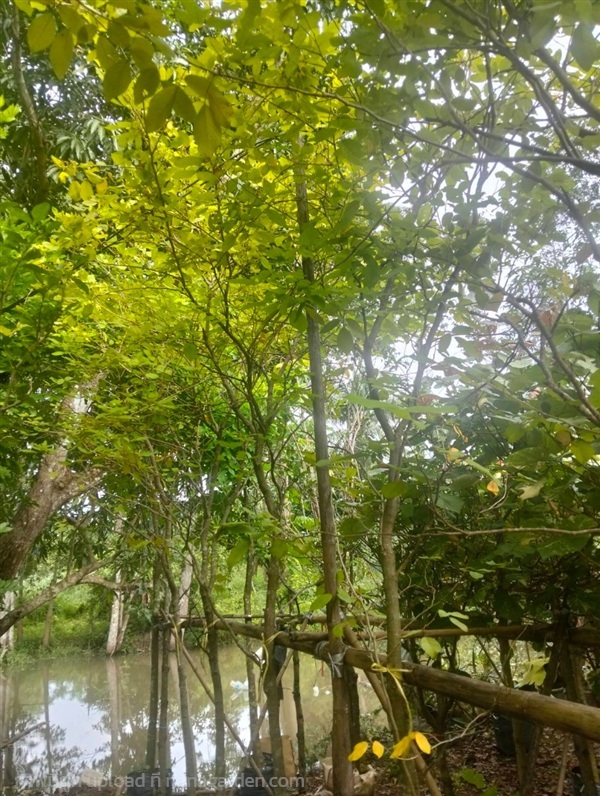 ต้นทองนพเก้า | Burapa Garden  - เมืองปราจีนบุรี ปราจีนบุรี