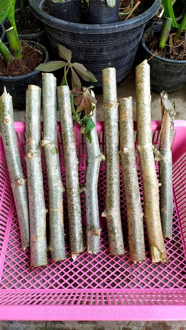 ท่อนพันธุ์ มันสำปะหลัง  มันห้านาที ตัดสด  20ท่อน   | เจซีฟาร์ม - เวียงชัย เชียงราย