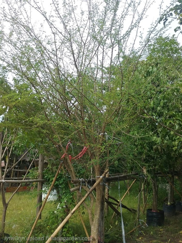 ต้นมะขามเทศ | Burapa Garden  - เมืองปราจีนบุรี ปราจีนบุรี