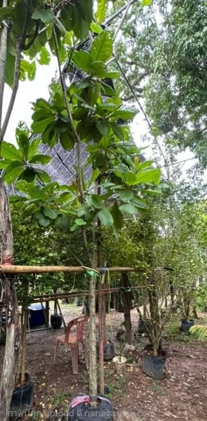 ต้นหูกวาง | Burapa Garden  - เมืองปราจีนบุรี ปราจีนบุรี