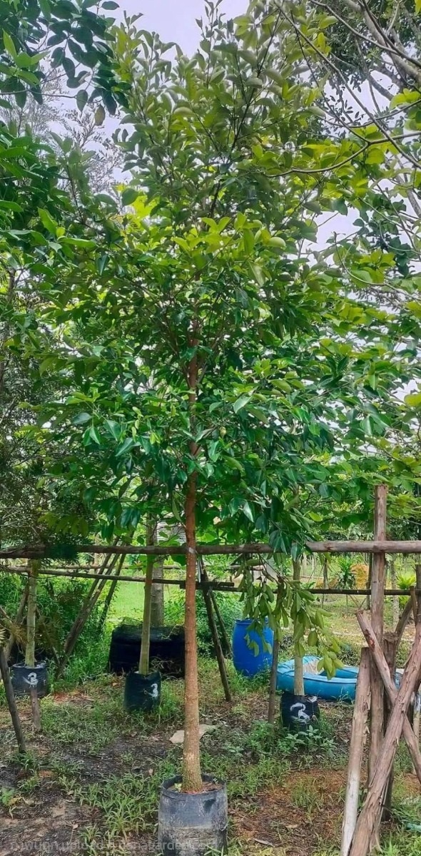 ต้นมั่งมี | Burapa Garden  - เมืองปราจีนบุรี ปราจีนบุรี