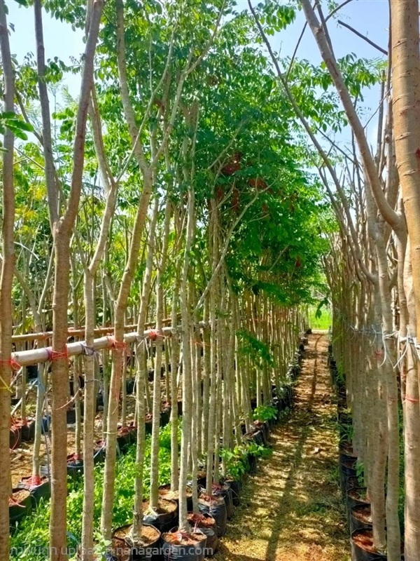 ต้นมะค่าโมง | Burapa Garden  - เมืองปราจีนบุรี ปราจีนบุรี
