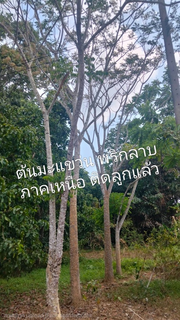 ต้นมะแขว่น | Burapa Garden  - เมืองปราจีนบุรี ปราจีนบุรี