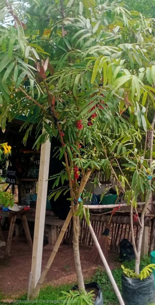 ต้นชำมะเลียง | Burapa Garden  - เมืองปราจีนบุรี ปราจีนบุรี