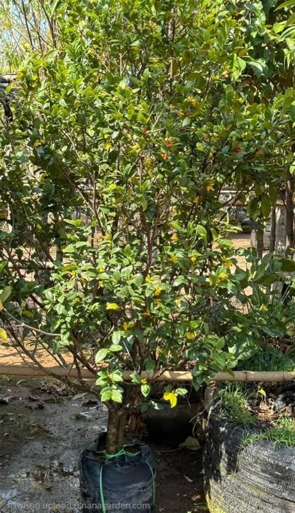 ต้นมิกกี้เม้าส์ | Burapa Garden  - เมืองปราจีนบุรี ปราจีนบุรี