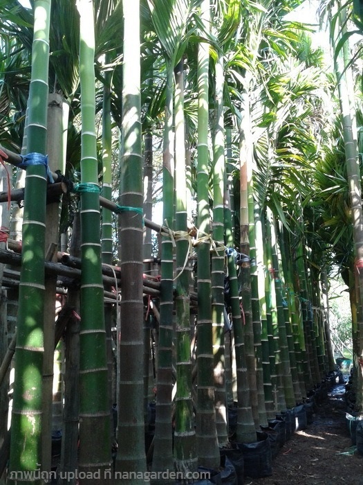 ต้นหมากสง | Burapa Garden  - เมืองปราจีนบุรี ปราจีนบุรี