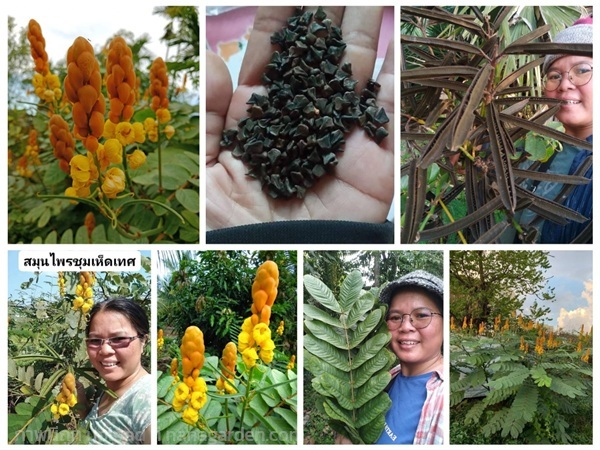ชุมเห็ดเทศ ขายเมล็ดพันธุ์ | เมล็ดพันธุ์ดี เกษตรวิถีไทย - เมืองระยอง ระยอง