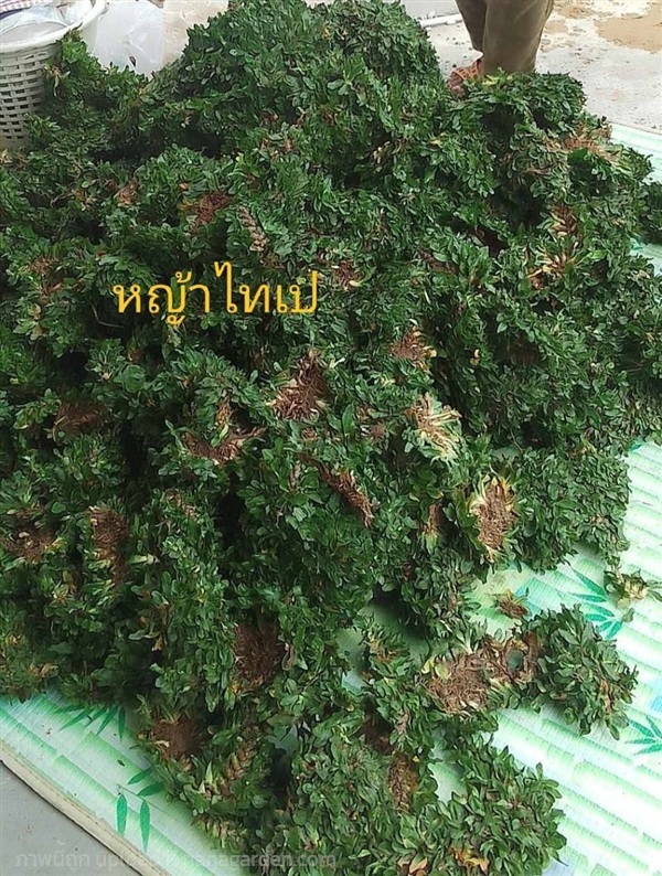 หญ้าไทเป | สวนสดชื่นพันธุ์ไม้ - บ้านนา นครนายก