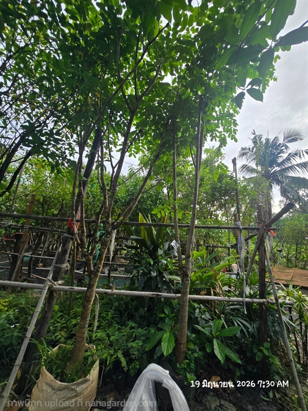 มะค่าโมง หน้า3+ | สวนป้านิตย์ ปราจีนบุรี - เมืองปราจีนบุรี ปราจีนบุรี
