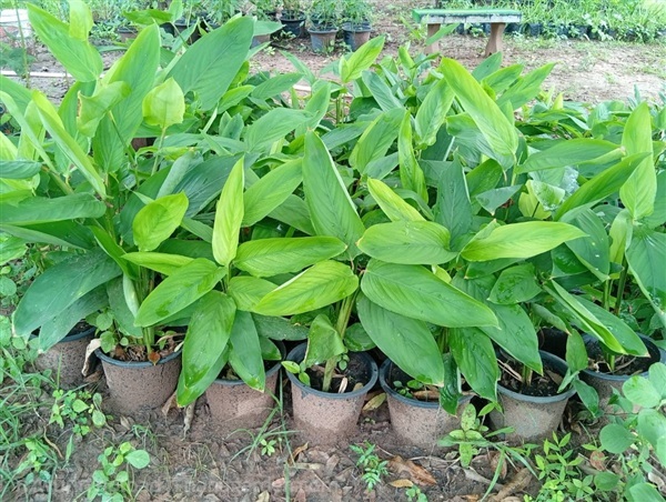 ต้นสาคู Sago | Alungkarn - เมืองราชบุรี ราชบุรี