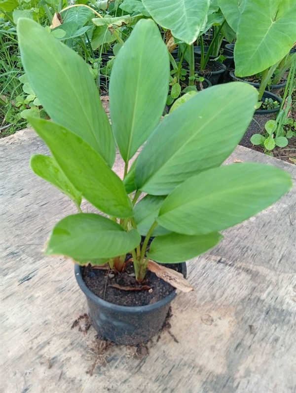 ต้นกระชาย Fingerroot | Alungkarn - เมืองราชบุรี ราชบุรี