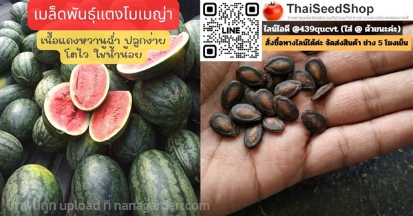 เมล็ดพันธุ์แตงโมเมญ่า เนื้อแดง หวานฉ่ำ | thaiseedshop - ดอนเมือง กรุงเทพมหานคร