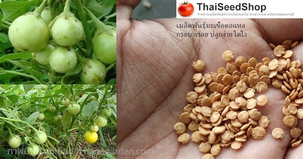 เมล็ดพันธุ์มะเขือตอแหล กรอบ อร่อย (พันธุ์ดั้งเดิม) | thaiseedshop - ดอนเมือง กรุงเทพมหานคร