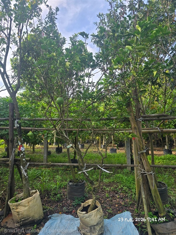 มะนาวยักษ์ 2" ,มี3ต้น | สวนป้านิตย์ ปราจีนบุรี - เมืองปราจีนบุรี ปราจีนบุรี