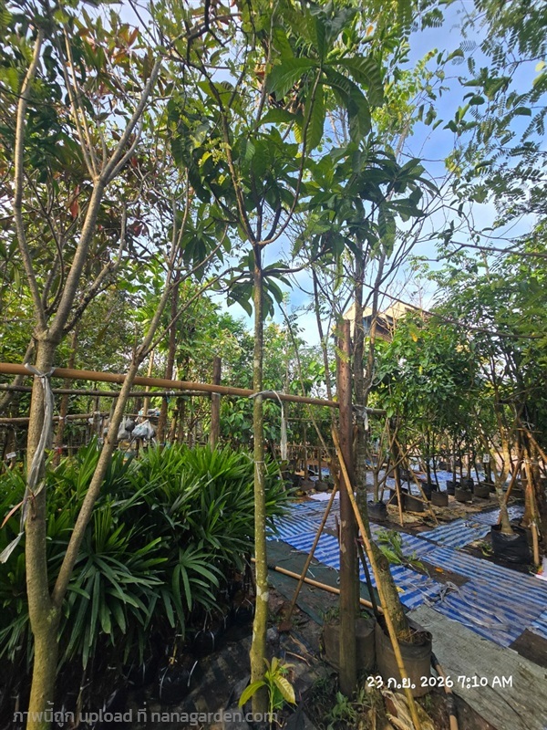 บัวสวรรค์2" | สวนป้านิตย์ ปราจีนบุรี - เมืองปราจีนบุรี ปราจีนบุรี