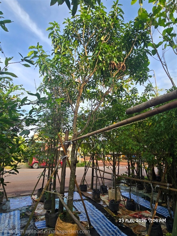 มะม่วงน้ำดอกไม้4" | สวนป้านิตย์ ปราจีนบุรี - เมืองปราจีนบุรี ปราจีนบุรี