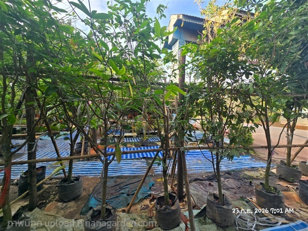 ช้างน้าว2" | สวนป้านิตย์ ปราจีนบุรี - เมืองปราจีนบุรี ปราจีนบุรี