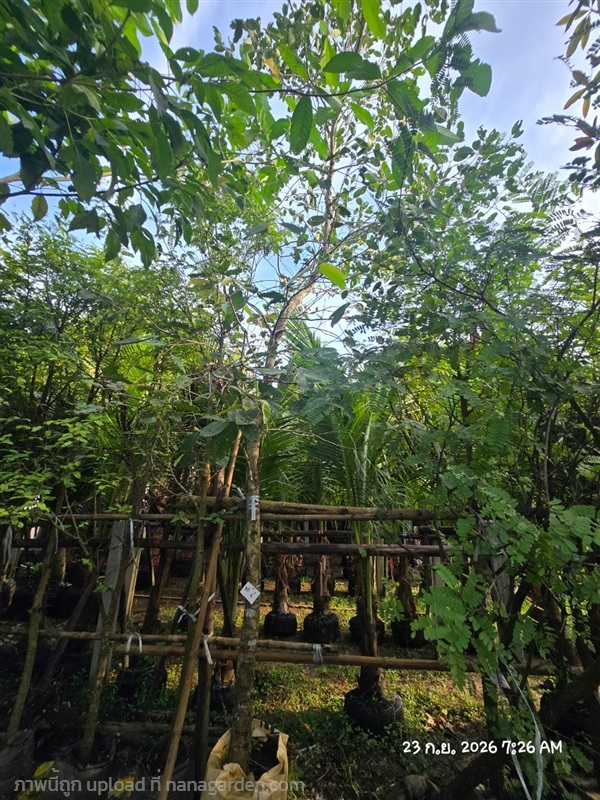 หว้า4" | สวนป้านิตย์ ปราจีนบุรี - เมืองปราจีนบุรี ปราจีนบุรี