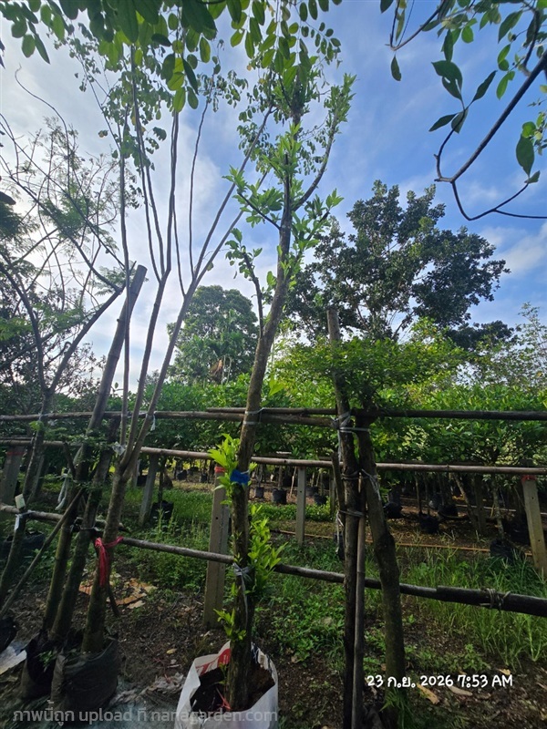บุหงาส่าหรี4" | สวนป้านิตย์ ปราจีนบุรี - เมืองปราจีนบุรี ปราจีนบุรี