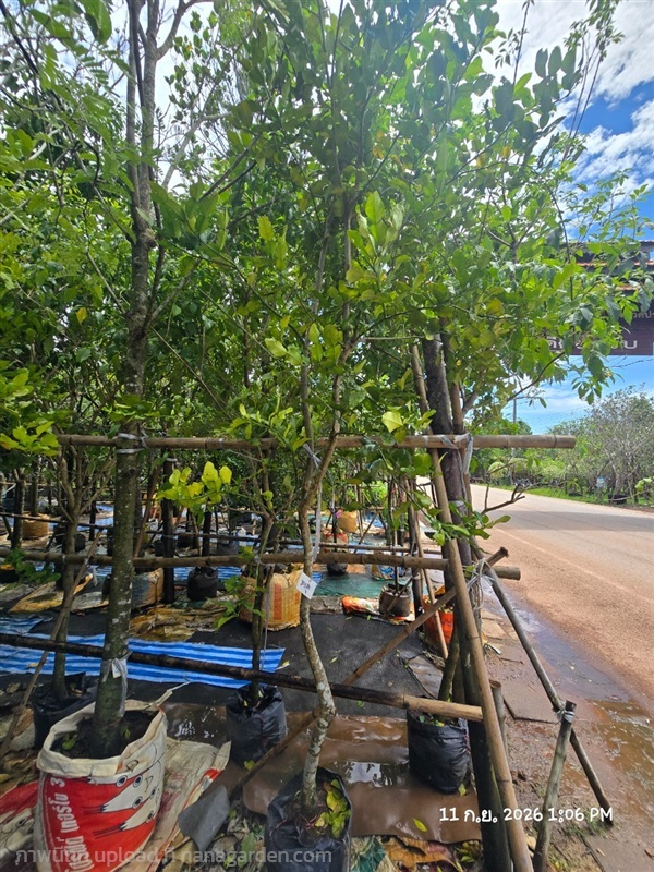 มะกรูด | สวนป้านิตย์ ปราจีนบุรี - เมืองปราจีนบุรี ปราจีนบุรี