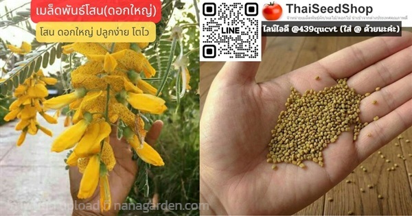เมล็ดพันธุ์โสน ดอกใหญ่ (เมล็ดพันธุ์คุณภาพดี) | thaiseedshop - ดอนเมือง กรุงเทพมหานคร