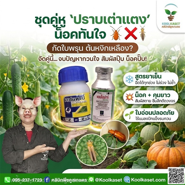 ชุดปราบเต่าแตง แมลงปีกแข็ง ทดลอง คูลเกษตร KIC1.1 | คลินิกพืชคูลเกษตร - ชุมตาบง นครสวรรค์