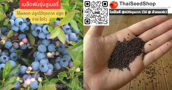 เมล็ดพันธุ์บลูเบอร์รี่ ผลดก ปลูกได้ทุกภาค | thaiseedshop - ดอนเมือง กรุงเทพมหานคร