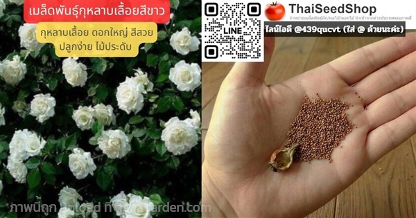 เมล็ดพันธุ์กุหลาบเลื้อยสีขาว – White Climbing rose | thaiseedshop - ดอนเมือง กรุงเทพมหานคร
