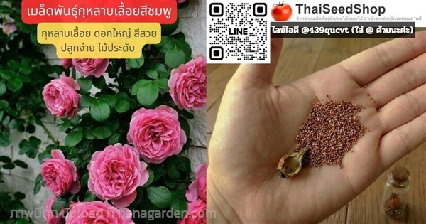 เมล็ดพันธุ์กุหลาบเลื้อยสีชมพู – Pink Climbing rose | thaiseedshop - ดอนเมือง กรุงเทพมหานคร