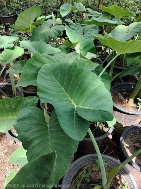 ต้นอ้อดิบ Giant Elephant Ear | Alungkarn - เมืองราชบุรี ราชบุรี